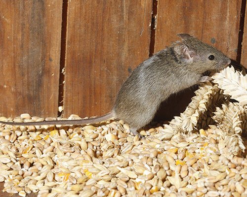 0 3m tonnes of wheat in sindh devoured by rats