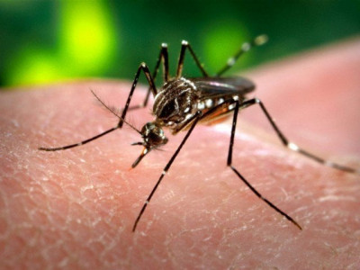 81 officials removed following dengue outbreak in lahore 81 officials removed following dengue outbreak in lahore