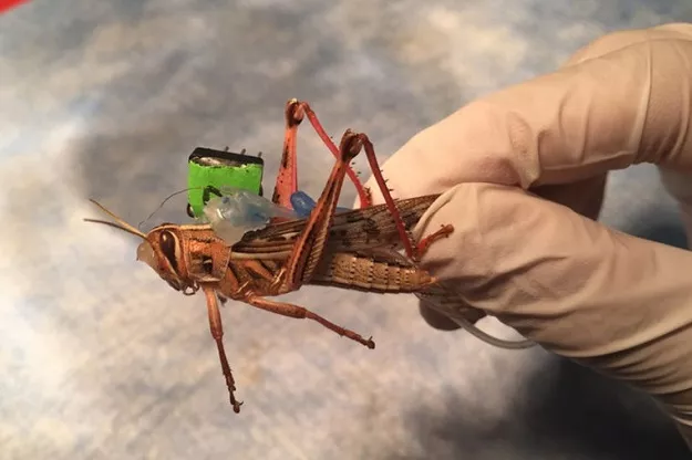 sensors placed on the insect monitor neural activity while they are freely moving decoding the odorants present in their environment photo express file sensors placed on the insect monitor neural activity while they are freely moving decoding the odorants present in their environment photo express file