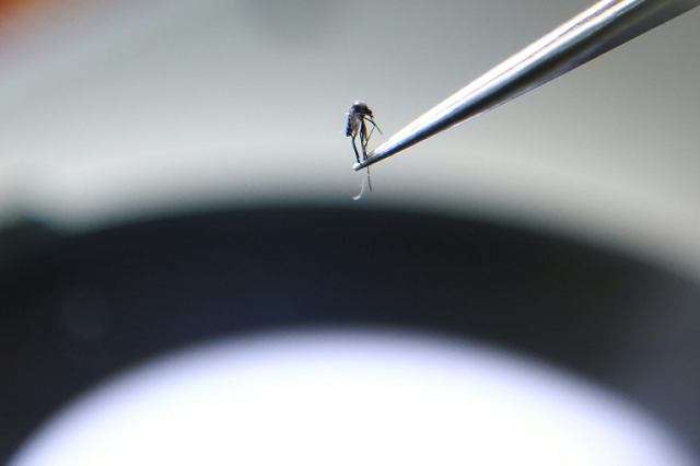 nasa is developing a new technique to forecast malaria outbreaks in myanmar from space as the emergence of new drug resistant strains in southeast asia could thwart efforts to wipe out the deadly disease globally photo afp nasa is developing a new technique to forecast malaria outbreaks in myanmar from space as the emergence of new drug resistant strains in southeast asia could thwart efforts to wipe out the deadly disease globally photo afp