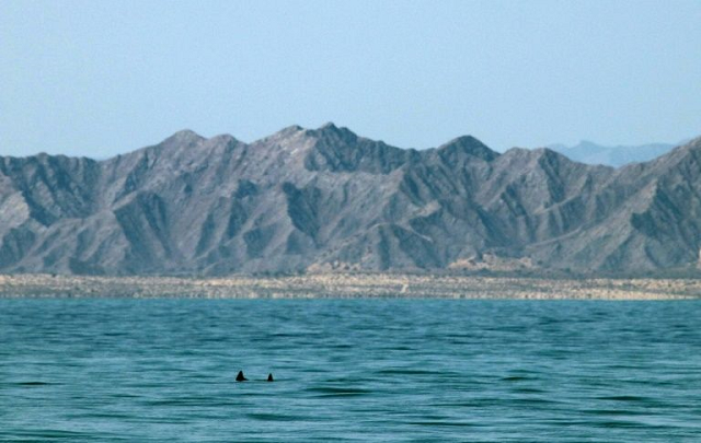 handout picture released by sea sheperd environmental organization showing two vaquita marina porpoises  the world 039 s smallest and which is nearly extinct  at the gulf of california mexico on september 03 2019 photo reuters