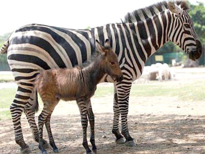 offbeat is it zonkey donkra or a zedonk