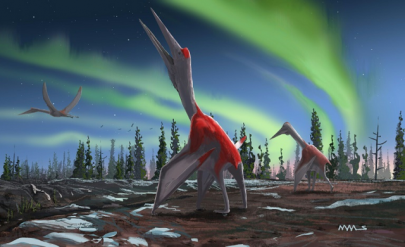 largest flying animal in history identified largest flying animal in history identified