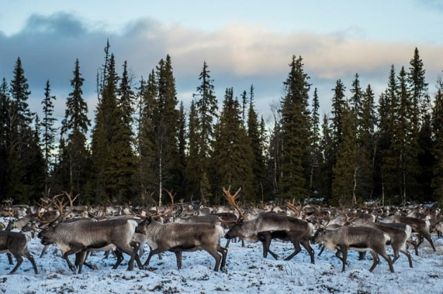 reindeer represent a real hazard when they approach roads as they tend not to fear motor vehicles photo afp file