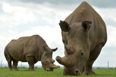 indian floods kill six rhinos in national park indian floods kill six rhinos in national park