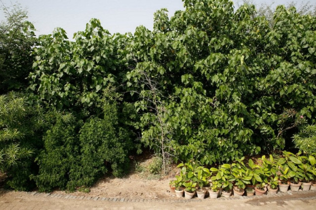urban forest trees are able to reach the height of around 25 feet photo courtesy urban forest file urban forest trees are able to reach the height of around 25 feet photo courtesy urban forest file