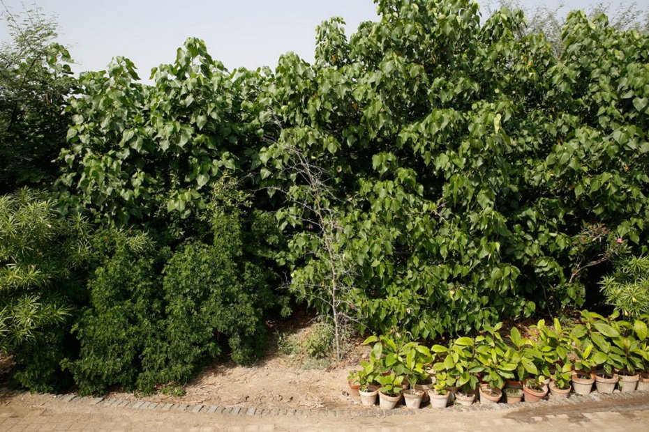 urban forest trees are able to reach the height of around 25 feet   photo courtesy urban forest file