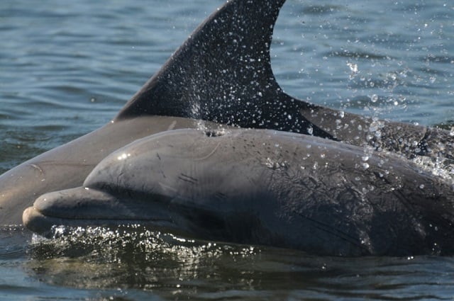 the toxins have been linked to declining birthrates among numerous marine mammals photo afp file