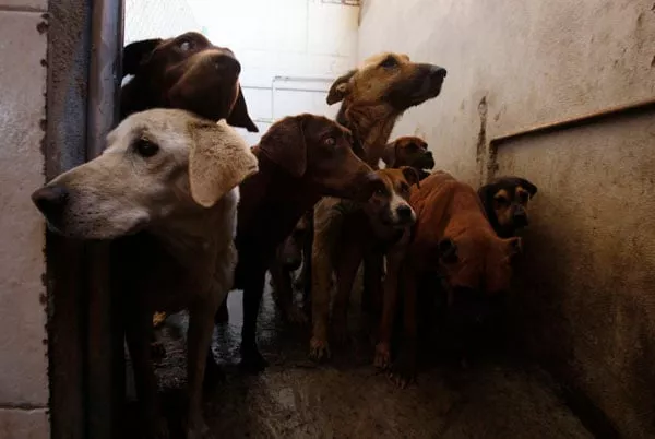 stray dogs stand in an enclosure at a dog pound photo reuters stray dogs stand in an enclosure at a dog pound photo reuters