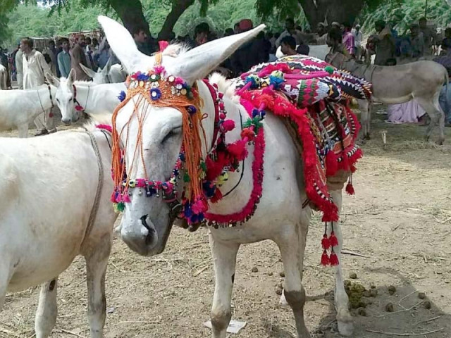 the donkeys are given a persona of their own which is often reflected in their unique names such as mahduri sheela much to the amusement of visitors they are also adorned with tassels ribbons and the like to look more attractive for buyers photos express