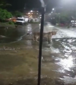 watch 7 lions roam streets in india watch 7 lions roam streets in india
