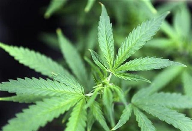 representational image marijuana photo reuters