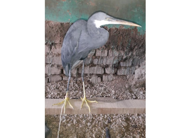 the western reef heron is frequently targeted by poachers as its meat is high in demand while its feathers are used for arts and crafts poachers often stitch together its eyes and clip its wings to prevent it from escaping photo express the western reef heron is frequently targeted by poachers as its meat is high in demand while its feathers are used for arts and crafts poachers often stitch together its eyes and clip its wings to prevent it from escaping photo express
