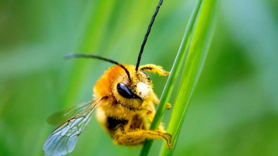 buzz off angry bees delay air india flight
