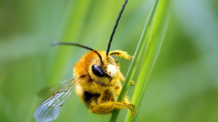 a bee is covered with pollen as it sits on a blade of grass on a lawn photo reuters