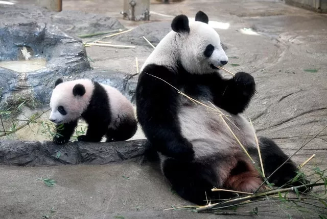 file photo of pandas photo reuters file photo of pandas photo reuters