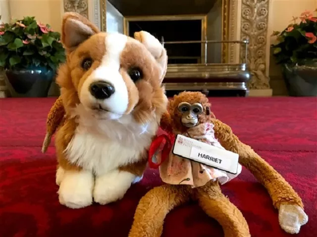 harriet the monkey with her new friend rex the corgi at buckingham palace photo courtesy royal collection trust harriet the monkey with her new friend rex the corgi at buckingham palace photo courtesy royal collection trust