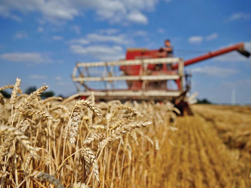 the ecc asked provincial governments to undertake a fresh assessment of wheat stocks in storages to ensure that adequate supply was available in the winter season photo reuters