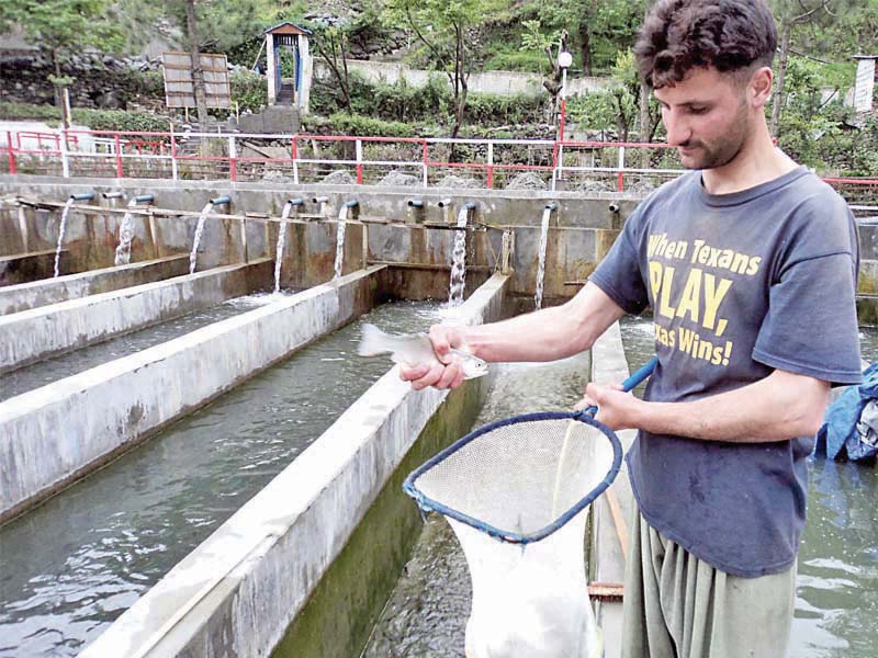 tapping the potential k p takes steps to promote fish farming