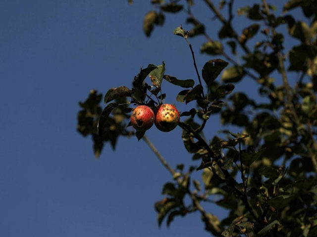 rotten apples are seen on a tree at an apple orchard in sopore photo reuters rotten apples are seen on a tree at an apple orchard in sopore photo reuters