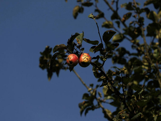 rotten apples are seen on a tree at an apple orchard in sopore photo reuters