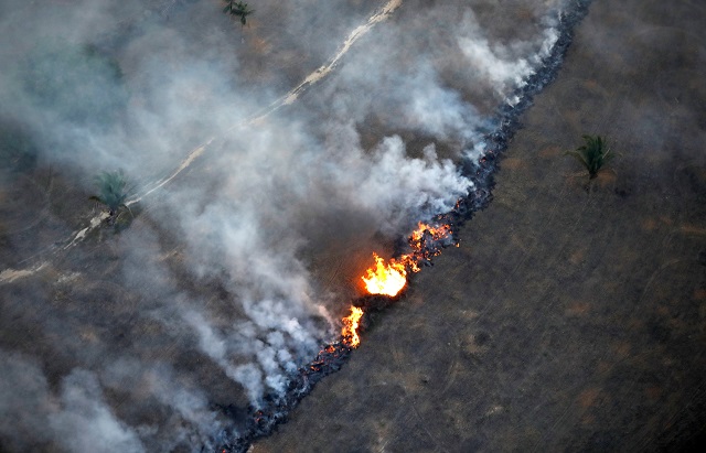 an aerial view of the forest photo reuters