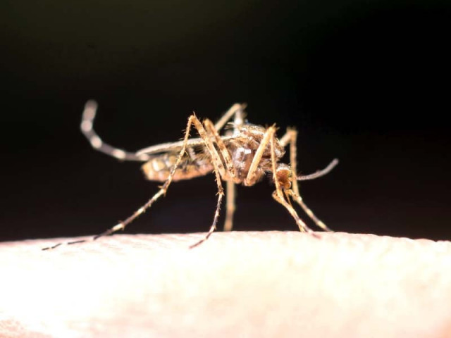 observers blame punjab govt and city admin for dengue outbreak observers blame punjab govt and city admin for dengue outbreak