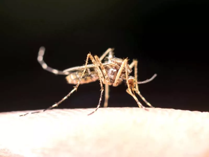 observers blame punjab govt and city admin for dengue outbreak observers blame punjab govt and city admin for dengue outbreak