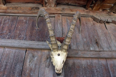 seven arrested for hunting sindh ibex seven arrested for hunting sindh ibex