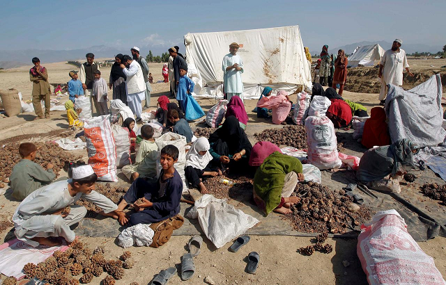 afghans work on a pine nuts field in jalalabad province october 10 2012 photo reuters