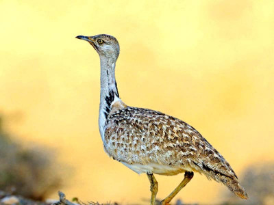 new survey to help monitor bustard population