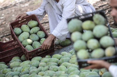 mango exports likely to surpass 120 000 tons