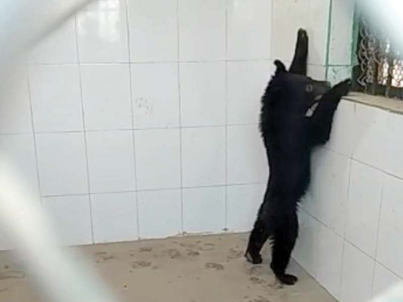 the bear cub seen back in captivity at the peshawar zoo photo express