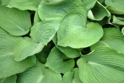 taxi driver s murder traders in mansehra observe strike