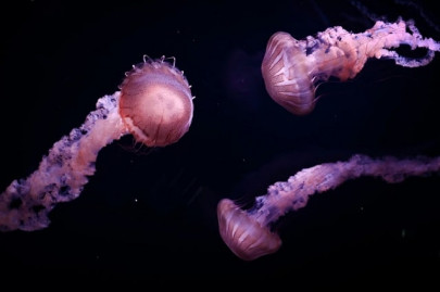 jellyfish thrive in the man made disruption of the oceans