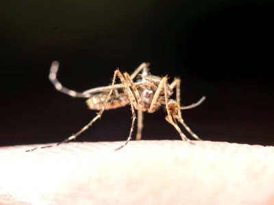 five dengue filter clinics set up in suburbs of rawalpindi more wards open in cgh five dengue filter clinics set up in suburbs of rawalpindi more wards open in cgh