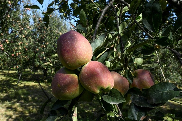 why are kashmiri farmers letting their apple orchards rot