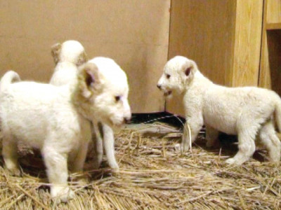 three white tigress cubs die at lahore zoo
