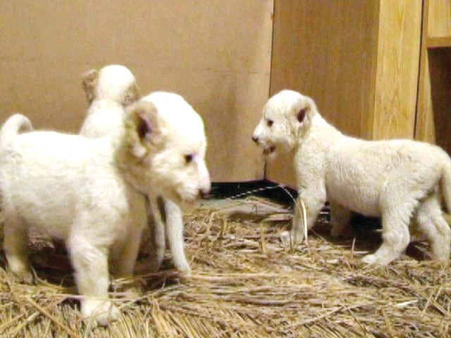 the three cubs at lahore zoo were being fed artificial milk photo file the three cubs at lahore zoo were being fed artificial milk photo file