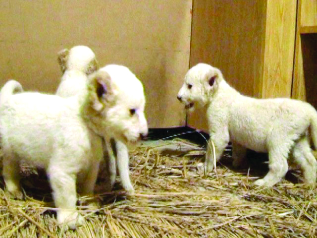 the three cubs at lahore zoo were being fed artificial milk photo file