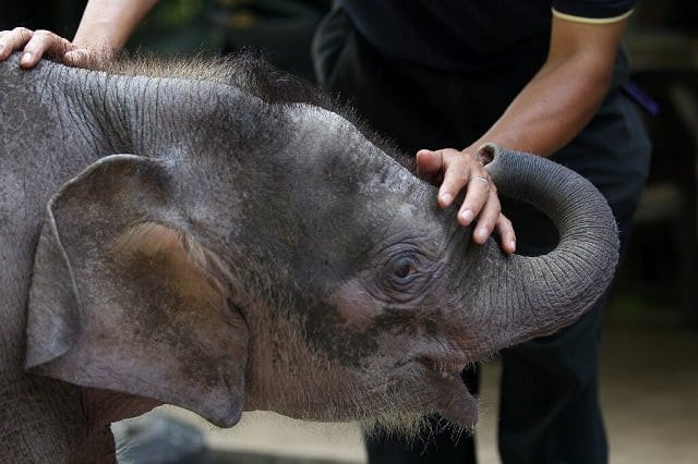the borneo pygmy elephant is a subspecies of asian elephant found in parts of indonesia and malaysia on northeastern borneo island photo getty images the borneo pygmy elephant is a subspecies of asian elephant found in parts of indonesia and malaysia on northeastern borneo island photo getty images