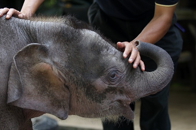 malaysian authorities hunting killers of pygmy elephant