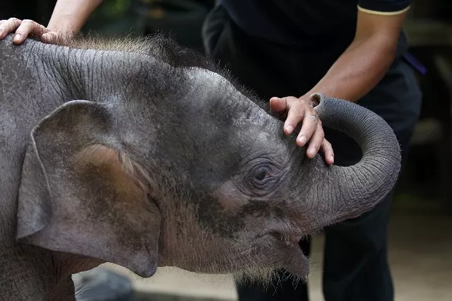 the borneo pygmy elephant is a subspecies of asian elephant found in parts of indonesia and malaysia on northeastern borneo island photo getty images the borneo pygmy elephant is a subspecies of asian elephant found in parts of indonesia and malaysia on northeastern borneo island photo getty images