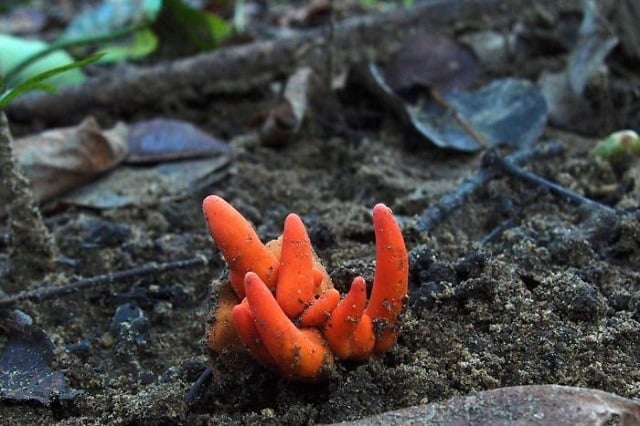 poison fire coral seen here in this photo by ray palmer is the only known mushroom with toxins that can be absorbed through the skin and causes a 039 horrifying 039 array of symptoms if eaten photo afp