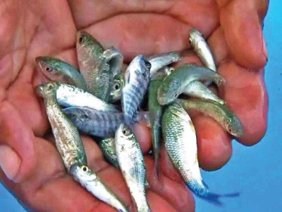 novel approach punjab turns to fish to combat dengue