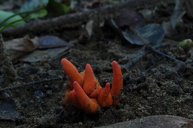 poison fire coral fungus is seen in cairns queensland australia in this undated picture obtained from social media photo reuters