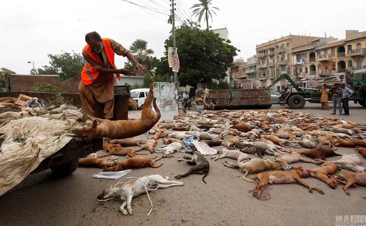 a municipal worker unloads the bodies of stray dogs from a garbage truck after they were culled using poison by the municipality in karachi photo reuters file a municipal worker unloads the bodies of stray dogs from a garbage truck after they were culled using poison by the municipality in karachi photo reuters file