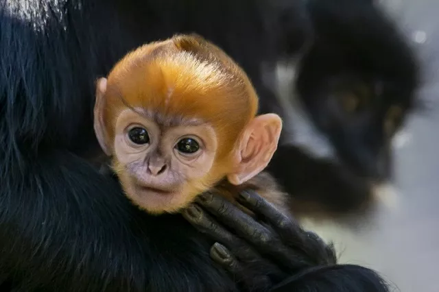 a newborn male francois 039 langur one of the world 039 s rarest monkeys with only about 3 000 estimated to be left in the wild photo afp a newborn male francois 039 langur one of the world 039 s rarest monkeys with only about 3 000 estimated to be left in the wild photo afp