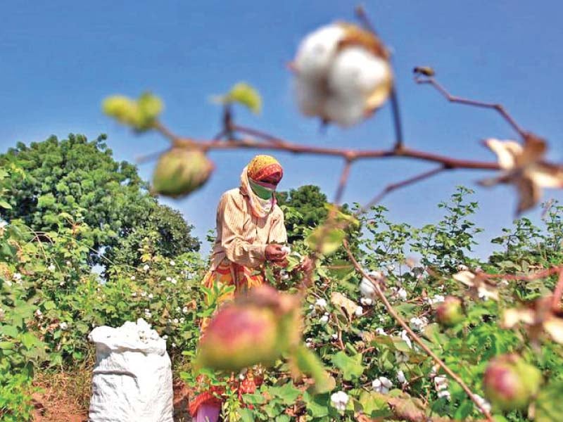 cotton output has implications for both the agriculture and services sectors of the economy photo reuters