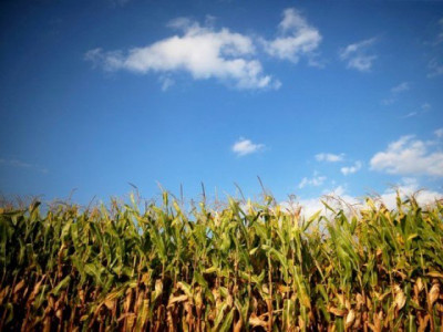 experts invited to egypt s agri research centre